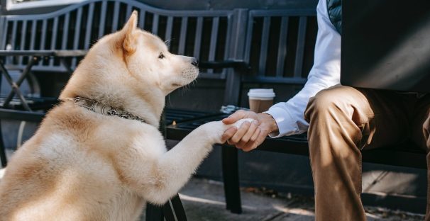 Animals are important too…